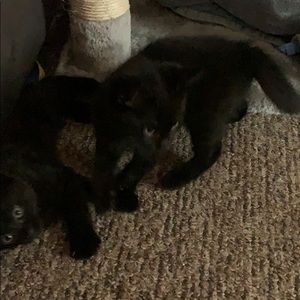 Meet your Posher, Nolan